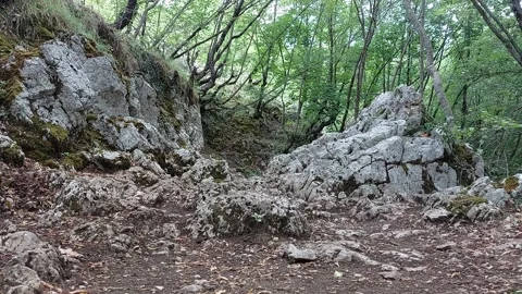 Rocky path in the forest Stock Footage 237261932