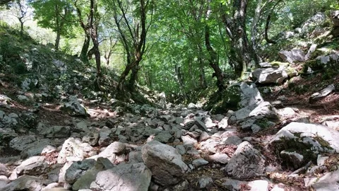 Rocky path in the forest 스톡 동영상 247189839