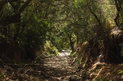 Rocky path on a forest Stock Photos