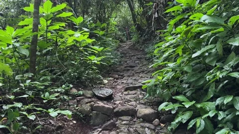 Rocky Path Moving Forward, Dense Tropical Jungle, POV Tracking Shot Video stock 324782997