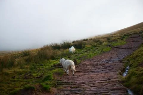 The rocky path sheep  Stock Photos