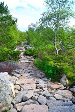 Rocky path through some shrubs in Norway. Stock Photos