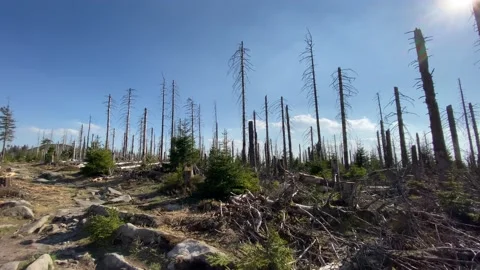 Rocky pathway with dead trees Harz mountains forest landscape Germany footage Stock Footage 131557518