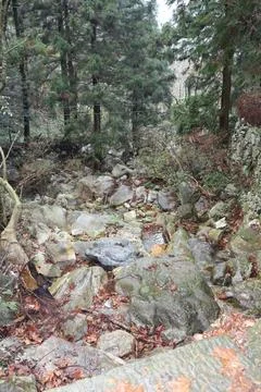 Rocky pathway through dense forest during a cloudy day in autumn Stock Photos
