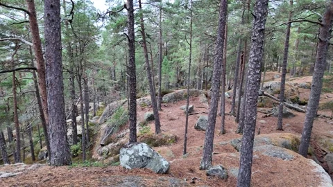Rocky Pine Forest Slope with Distant Water in Sweden Stock Footage 347681909