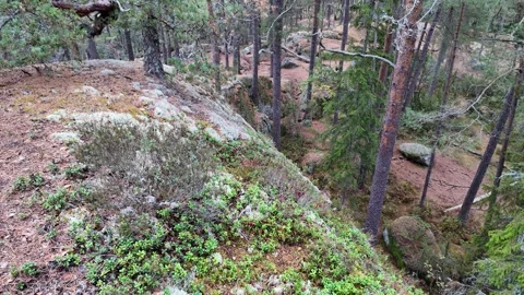Rocky Pine Forest Slope with Moss, Boulders, and Fallen Branches Stock-Footage 347682037