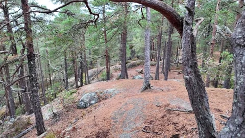 Rocky Pine Forest Slope with Moss and Uneven Terrain in Sweden Video stock 347682078