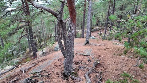 Rocky Pine Forest Slope with Moss and Exposed Roots in Sweden Vidéo 347682116