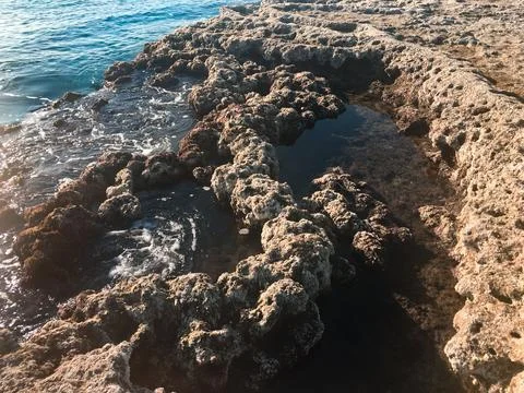 Rocky pools hold algae in worn holes, where the sun glints off damp edges. Stock Photos