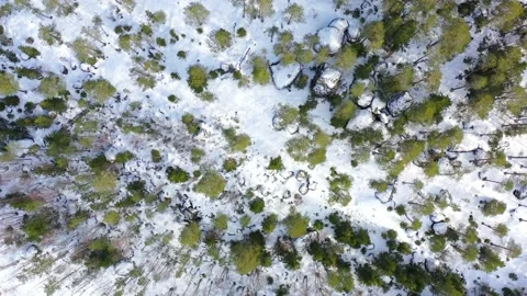 Rocky Primeval Forest - Top Down Drone Shot Stock Footage 173767204