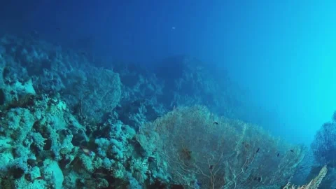 A rocky reef with a blue ocean in the background Stock Footage 276078911
