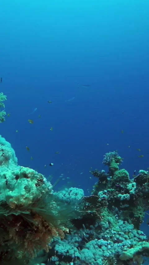 A rocky reef with a blue ocean in the background Stock Footage 276237047