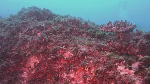 Rocky Reef Video stock 150472099