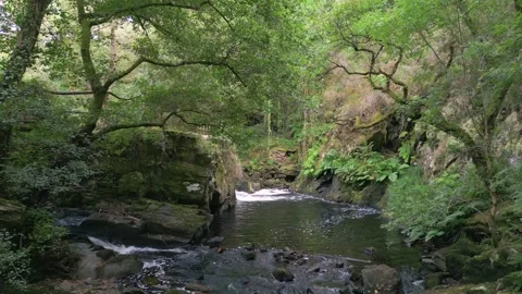 Rocky River Downstream Over Rainforest. Pullback Shot Vidéo 249726829