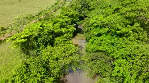 A rocky river flowing through a dense tropical forest. Vídeos de archivo 344328065