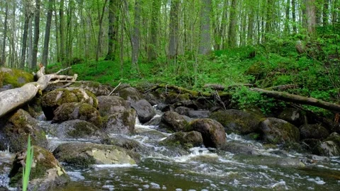 Rocky river flowing through a green forest in summer sunny day. beautiful forest Stock Footage 220077101