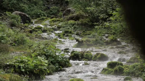 Rocky river with musk in Austria Stock Footage