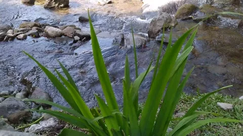 Rocky river stream with clear water flowing trough rocks and green leaves plants Stock Footage 162297128