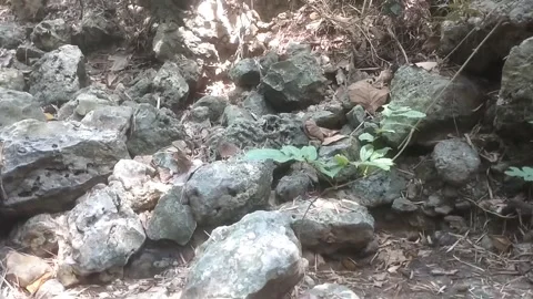 Rocky Riverbed in the Forest Stockbeeldmateriaal 334761115