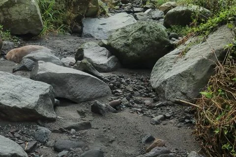 Rocky Riverbed Stock Photos
