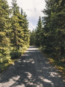 Rocky road in between pine trees in a forest Foto stock