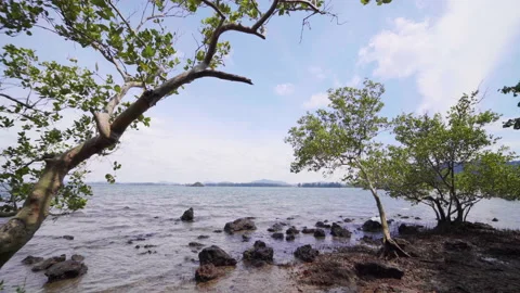 Rocky sand sea beach wave with tropical tree Stock Footage 229708599