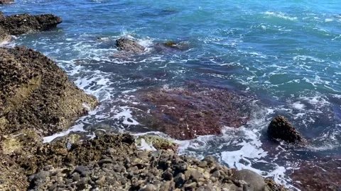 Rocky sea foam surface with clear water and algae view Stock Footage 310244237