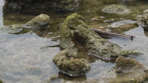 Rocky sea Stock Footage 187050014