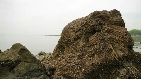 Rocky sea Stock Footage 187051854