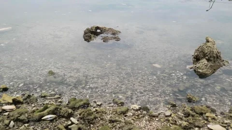 Rocky sea Stock Footage 187054019