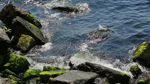 Rocky seashore with algae on the rocks, waves crashing against the rocks Video stock 181502133