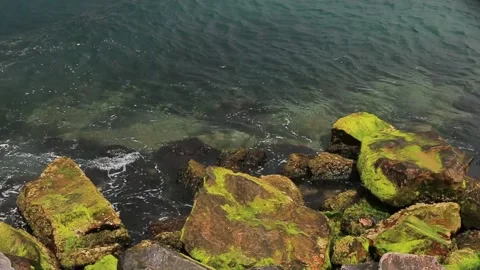 Rocky seashore with algae on the rocks, waves crashing against the rocks Stock Footage 181505700