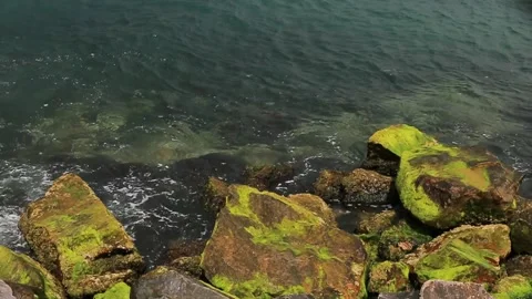 Rocky seashore with algae on the rocks, waves crashing against the rocks Video stock 181560685