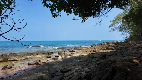 Rocky seashore with tree branches background. Vidéo 274190187