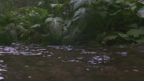 The rocky shallow stream flowing between trees and bushes in the forest Stock Footage 161038882