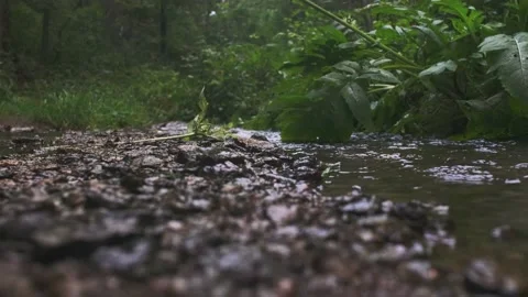 The rocky shallow stream flowing between trees and bushes in the forest Stock Footage 161039300