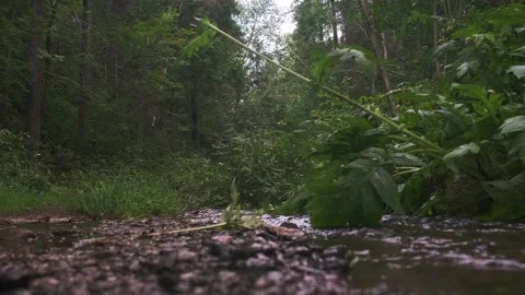 The rocky shallow stream flowing between trees and bushes in the forest Stock Footage 161039482