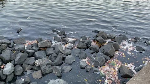Rocky shore Stock Footage 166020683