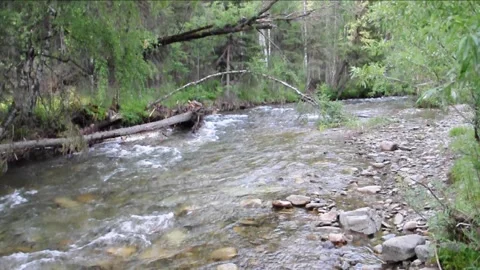 The rocky shore of a mountain river flowing through the forest. Stock Footage 112596093