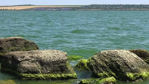 Rocky shoreline covered with dense Ulva intestinalis (Enteromorpha intestin.. Stock Footage 339359088