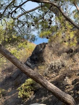 Rocky slope with pine trees and distant sea Stock Photos
