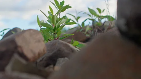 Rocky Sprout Stock-Footage 315785902