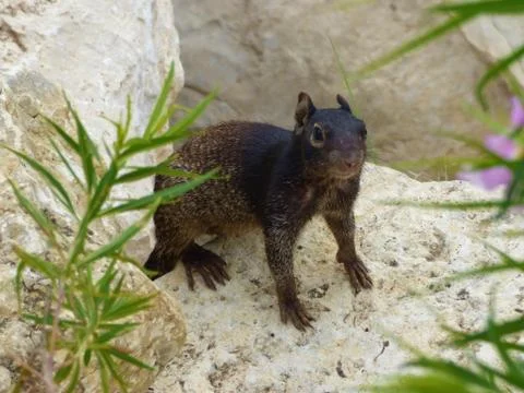 Rocky the Squirrel Stock Photos
