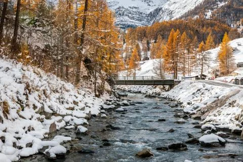 Rocky stream alongside in pine woods covered by snow. Stock Photos