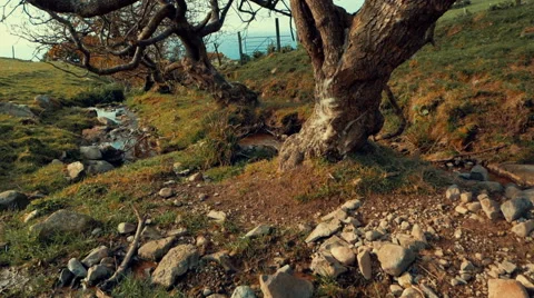 Rocky Stream and Tree Peaceful Scene, Wales, UK Stock Footage 63780879