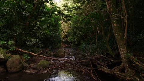 Rocky stream bed, water flowing flanked by rainforest trees and vegetation. Stock Footage