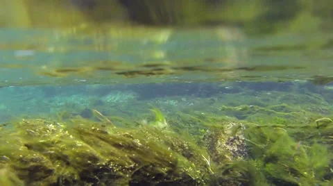 Rocky stream bottom with algae Stock Footage 48968692