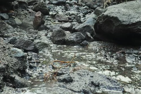Rocky Stream Close-Up Stock Photos