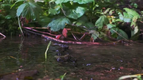 The rocky stream flowing between trees and bushes in the forest Stock Footage 161039775