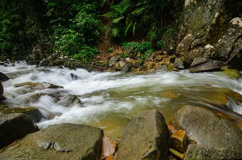 Rocky Stream Flowing Through Dense Green Forest with Vibrant Foliage Stock Photos